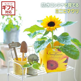 聖新陶芸 Floral Container スマイルサンフラワー GD434 【 ミニヒマワリ 栽培セット 栽培キット 室内 かわいい 母の日 】