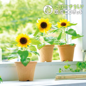 聖新陶芸 スマイルサンフラワー ECOT GD435 【 ミニヒマワリ エコ 栽培セット 栽培キット 室内 かわいい 母の日 】