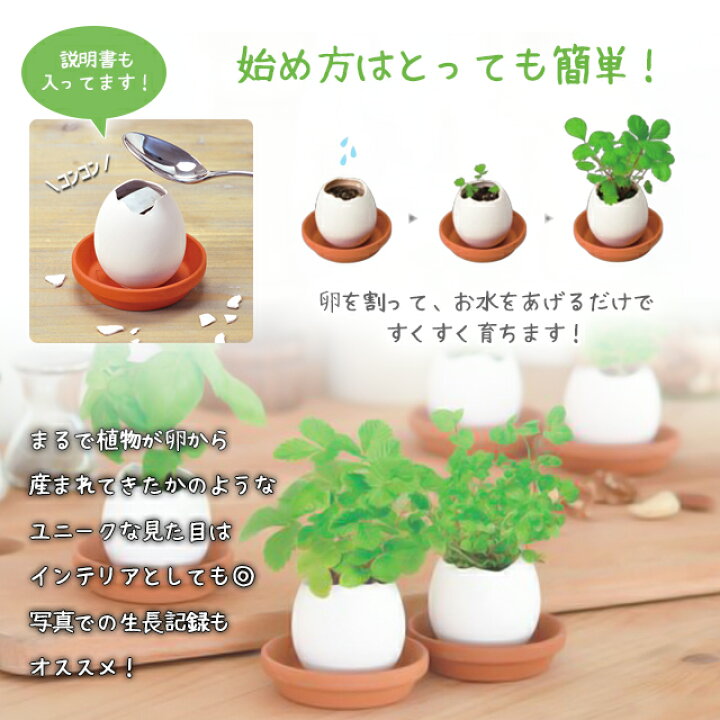 楽天市場 栽培キット ハーブ バジル ミント 野菜 イタリアンパセリ カクタス ワイルドストロベリー ラベンダー サボテン 観葉植物 花 グリーン 植物 インテリア おしゃれ フラワー 栽培 お花 苗 種 室内 かわいい 栽培セット 家庭菜園 ギフト プレゼント 小さい Eggling