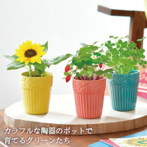 種 クローバー 四葉の人気商品 通販 価格比較 価格 Com