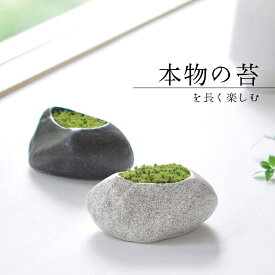 楽天市場 苔 石の通販