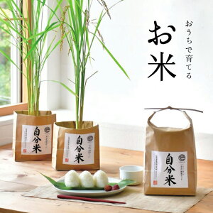 種 キット 陶芸 農業資材 ガーデニング用品の人気商品 通販 価格比較 価格 Com