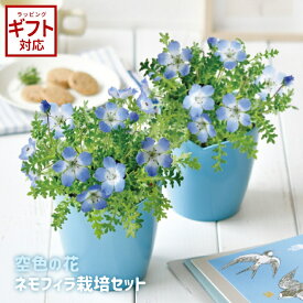 ＼全品5％OFFクーポン配布中／ 聖新陶芸 空色の花 ネモフィラ栽培セット GD-929 【 ネモフィラ 栽培キット かわいい 母の日 青い花 】