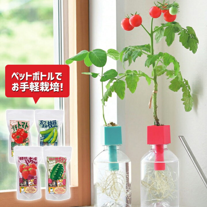 楽天市場 100円offクーポン発行中 栽培セット 栽培キット 室内 聖新陶芸 グリーントイ Gd935 野菜 プチトマト 四季なりいちご おつまみ枝豆 かわいいサボテン Green Toy ペットボトル ボトル栽培 エコ かわいい 初心者 ギフト Fine Dream 楽天市場店