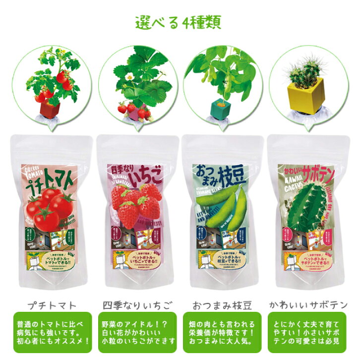 楽天市場 100円クーポン発行中 栽培セット 栽培キット 室内 聖新陶芸 グリーントイ Gd935 野菜 プチトマト 四季なりいちご おつまみ枝豆 かわいいサボテン Green Toy ペットボトル ボトル栽培 エコ かわいい 初心者 ギフト Fine Dream 楽天市場店