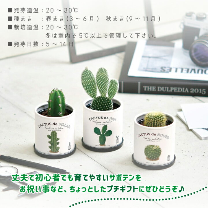 楽天市場 100円クーポン発行中 栽培セット サボテン 聖新陶芸 カクタスdeカクタス Gd 930 聖新陶芸 栽培セット 栽培キット サボテン 簡単 初心者 育てやすい おすすめ かわいい Fine Dream 楽天市場店