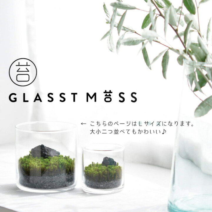 楽天市場 100円offクーポン発行中 聖新陶芸 グラストモスl Gd 934 聖新陶芸 苔 コケ 苔テラリウム テラリウム 苔テラリウムキット テラリウムキット 簡単 初心者 おすすめ Fine Dream 楽天市場店