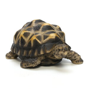 PET BANK STAR TORTOISE@iybg oN g[^X ChzVKj yASz