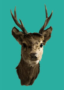 DEER POSTER@ifBA[|X^[j yASz