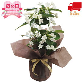 楽天市場 鉢植え 花 室内 花 ガーデン Diy の通販