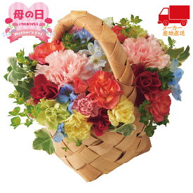 楽天市場 鉢植え 花 カラーの通販