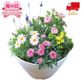 楽天市場 室内 寄せ植えの通販