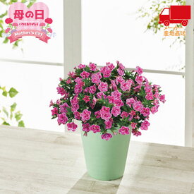 楽天市場 鉢植え 花 室内 花 ガーデン Diy の通販