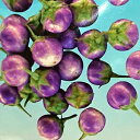 【送料無料】紫マクワプロ（タイ丸小ナス）種・タイ野菜　約30粒入り
