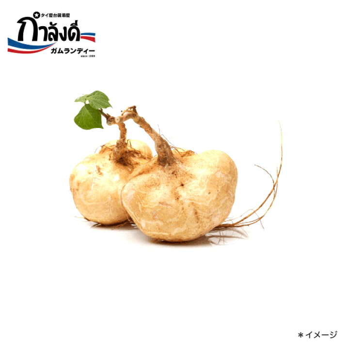 楽天市場 送料無料 マンゲーウ クズイモ ヒカマ ヤムビーン種 タイ野菜 160 約15粒 ガムランディーオンラインストア 楽天市場 送料無料 マンゲーウ クズイモ ヒカマ ヤムビーン種 タイ野菜 160 約15粒 ガムランディーオンラインストア
