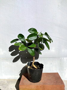 }iIc@^CC@@^C؁@^Cn[u@9cm|bgyⓀցAEM֘AƂ͓sz