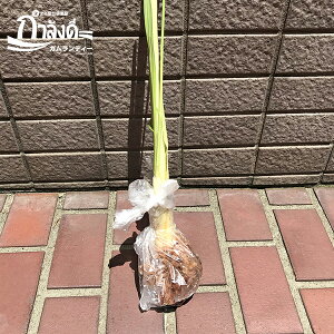 OXc@yⓀցAEM֘AƂ͓sz