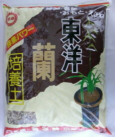 楽天市場 万年青 の 土の通販