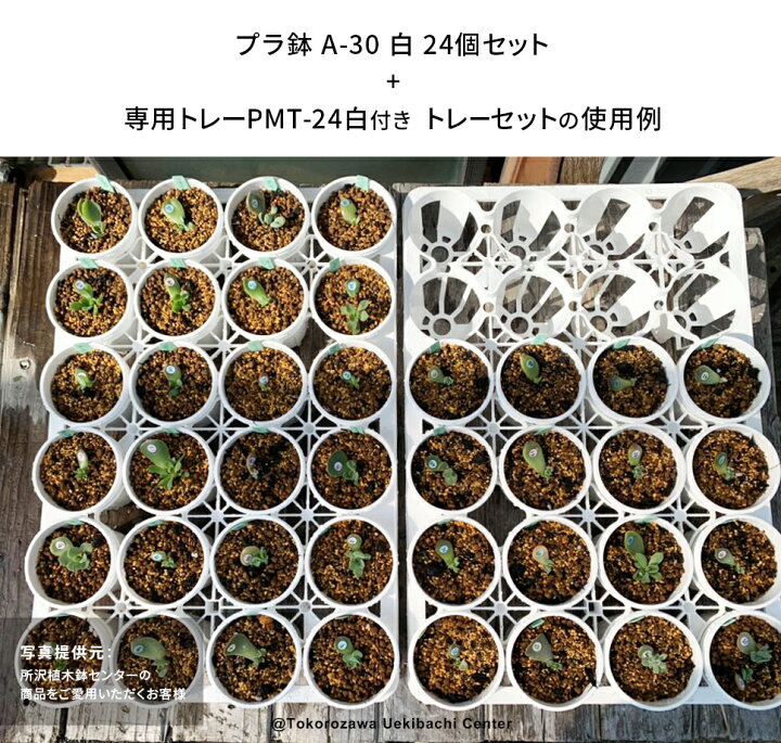 楽天市場】プラ鉢 A-30 白（ホワイト）24個セット + 専用トレーPMT-24 