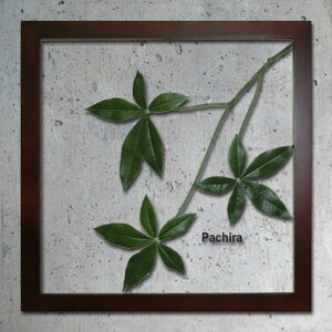 CeAO[A[g ForestDeco Pachira uE FD-1004 X JtF EW r[ ze @l kar-3060944s1 A[gpl A[g{[h ǎ tB  k _ Ƌ C