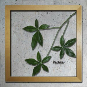 �C���e���A�O���[���A�[�g ForestDeco Pachira �i�`������ FD-2004 �X�� �J�t�F ���E���W ���r�[ �z�e�� �@�l kar-3060944s3 �A�[�g�p�l�� �A�[�g�{�[�h �ǎ� �����t�B���� �������� �k�� ���_�� �Ƌ� �C