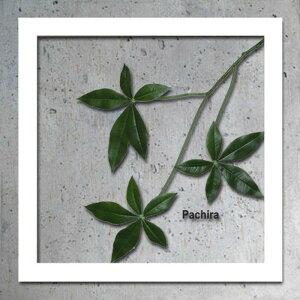 �C���e���A�O���[���A�[�g ForestDeco Pachira �z���C�g FD-3004 �X�� �J�t�F ���E���W ���r�[ �z�e�� �@�l kar-3060944s4 �A�[�g�p�l�� �A�[�g�{�[�h �ǎ� �����t�B���� �������� �k�� ���_�� �Ƌ� �C��