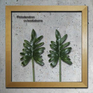 �C���e���A�O���[���A�[�g ForestDeco Philodendron cv kookaburra �i�`������ FD-2008 �X�� �J�t�F ���E���W ���r�[ �z�e�� �@�l kar-3060948s2 �A�[�g�p�l�� �A�[�g�{�[�h �ǎ� �����t�B���� �������� �k�� 