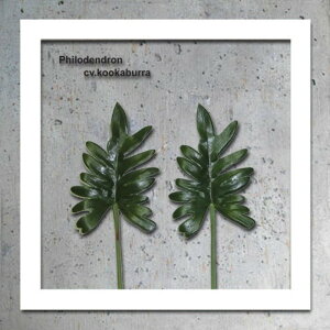 �C���e���A�O���[���A�[�g ForestDeco Philodendron cv kookaburra �z���C�g FD-3008 �X�� �J�t�F ���E���W ���r�[ �z�e�� �@�l kar-3060948s3 �A�[�g�p�l�� �A�[�g�{�[�h �ǎ� �����t�B���� �������� �k�� ��