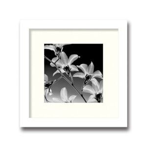 �C���e���A�A�[�g Steven N Meyers Orchid Denrobium �q���t AS-11372 �X�� �J�t�F ���E���W ���r�[ �z�e�� �@�l kar-3097176s1 �A�[�g�p�l�� �A�[�g�{�[�h �ǎ� �����t�B���� �������� �k�� ���_�� �Ƌ� �C��