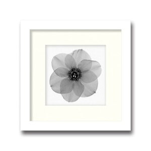 �C���e���A�A�[�g Steven N Meyers Daffodil #2 �q���t AS-11378 �X�� �J�t�F ���E���W ���r�[ �z�e�� �@�l kar-3097226s1 �A�[�g�p�l�� �A�[�g�{�[�h �ǎ� �����t�B���� �������� �k�� ���_�� �Ƌ� �C���e��