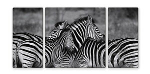 CANVAS ART LoXA[g zebra-mono V}E} LTCY W1000×H500 3g US-2013 X JtF EW r[ ze @l kar-4999363s2 A[gpl A[g{[h ǎ tB  k 