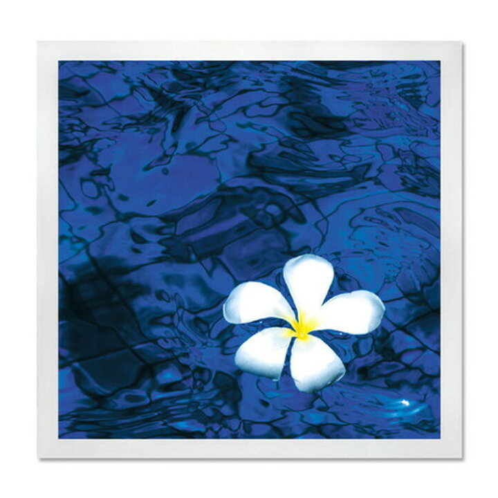 楽天市場】インテリアアート RAKUDECO ラクデコシリーズ Frangipani 