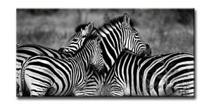 CANVAS ART LoXA[g Zebra-Mono [u LTCY W1000×H500×D40mm US-6013 X JtF EW r[ ze @l kar-6248605s1 A[gpl A[g{[h ǎ tB  k _