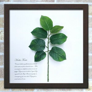 tFCNO[ O[A[g Herbe Forte [t uE HF-3003 X JtF EW r[ ze @l kar-6294489s3 A[gpl A[g{[h ǎ tB  k 