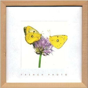 �A�[�g�t���[�� �t�����`�t�H�g�O���t�B French Photography Yellow Butterflies 220x220x20mm ZFP-51924 bic-7093223s1 �A�[�g�p�l�� �A�[�g�{�[�h �ǎ� �����t�B���� �������� �k�� ���_�� �Ƌ� �C���e���A �i�`