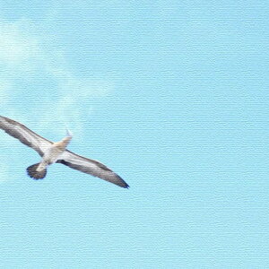 yX[p[Z[Ώۏiz݃J} ނ炢  Sachi Murai LTCY 57cm×57cm A[gpl t@ubNpl A[g{[h Ǌ| { bsOt X JtF EW 