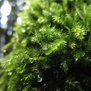 iʐ^ PHOTO MTCY 30cm×30cm A[gpl t@ubNpl A[g{[h Ǌ| { bsOt X JtF EW r[ ze @l lib-rsb-0003-m A[gpl A[g{[