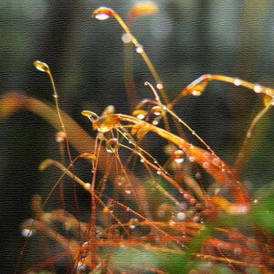 風景写真 PHOTO Mサイズ 30cm×30cm アートパネル ファブリックパネル アートボード 壁掛け 日本製 ラッピング付き 店舗 カフェ ラウンジ ロビー ホテル 法人 lib-rsb-0004-m アートパネル アートボー