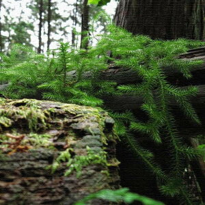 風景写真 PHOTO Mサイズ 30cm×30cm アートパネル ファブリックパネル アートボード 壁掛け 日本製 ラッピング付き 店舗 カフェ ラウンジ ロビー ホテル 法人 lib-rsb-0007-m アートパネル アートボー