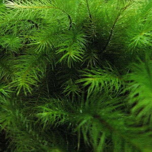 風景写真 PHOTO Mサイズ 30cm×30cm アートパネル ファブリックパネル アートボード 壁掛け 日本製 ラッピング付き 店舗 カフェ ラウンジ ロビー ホテル 法人 lib-rsb-0009-m アートパネル アートボー