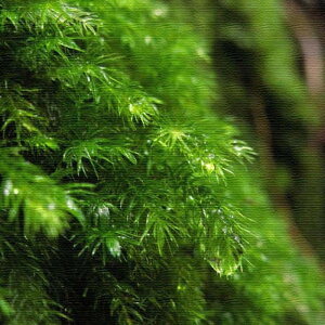 風景写真 PHOTO Mサイズ 30cm×30cm アートパネル ファブリックパネル アートボード 壁掛け 日本製 ラッピング付き 店舗 カフェ ラウンジ ロビー ホテル 法人 lib-rsb-0013-m アートパネル アートボー