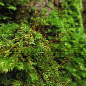 風景写真 PHOTO Mサイズ 30cm×30cm アートパネル ファブリックパネル アートボード 壁掛け 日本製 ラッピング付き 店舗 カフェ ラウンジ ロビー ホテル 法人 lib-rsb-0015-m アートパネル アートボー