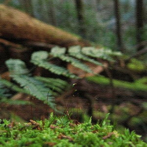 iʐ^ PHOTO MTCY 30cm×30cm A[gpl t@ubNpl A[g{[h Ǌ| { bsOt X JtF EW r[ ze @l lib-rsb-0019-m A[gpl A[g{[