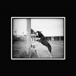 yX[p[Z[Ώۏiz ANIMAL STCY 15cm×15cm A[gpl t@ubNpl A[g{[h Ǌ| { bsOt X JtF EW r[ ze @l lib-pho-0043-s