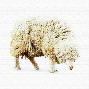 �r ANIMAL L�T�C�Y 57cm×57cm �A�[�g�p�l�� �t�@�u���b�N�p�l�� �A�[�g�{�[�h �Ǌ|�� ���{�� ���b�s���O�t�� �X�� �J�t�F ���E���W ���r�[ �z�e�� �@�l lib-pho-0044-l �A�[�g�p�l�� �A�[�g�{�[�h ��