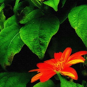 yX[p[Z[Ώۏiz ʐ^ PHOTO STCY 15cm×15cm A[gpl t@ubNpl A[g{[h Ǌ| { bsOt X JtF EW r[ ze @l lib-pho-0048-