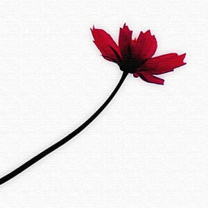  FLOWER XLTCY 100cm×100cm A[gpl t@ubNpl A[g{[h Ǌ| { bsOt X JtF EW r[ ze @l lib-pho-0053-xl A[gpl A[g{[h 