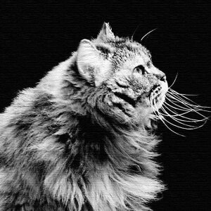 L ANIMAL LTCY 57cm×57cm A[gpl t@ubNpl A[g{[h Ǌ| { bsOt X JtF EW r[ ze @l lib-pho-0055-l A[gpl A[g{[h 