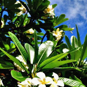 ԃ`[t FLOWER STCY 15cm×15cm A[gpl t@ubNpl A[g{[h Ǌ| { bsOt X JtF EW r[ ze @l lib-pho-0059-s A[gpl A[g{