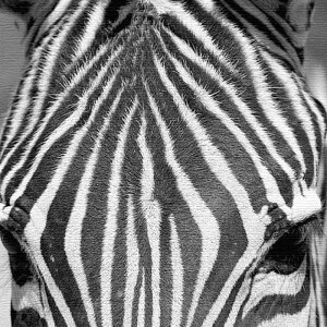 V}E} `[t ANIMAL XLTCY 100cm×100cm A[gpl t@ubNpl A[g{[h Ǌ| { bsOt X JtF EW r[ ze @l lib-pho-0060-xl A[gpl